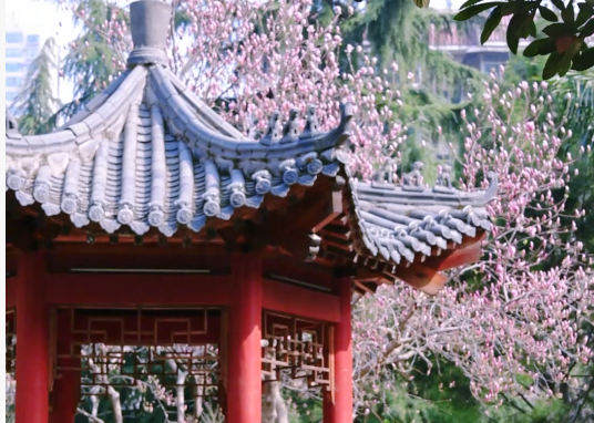 满园春色映初心，附中少年逐梦行——西北大学附属中学