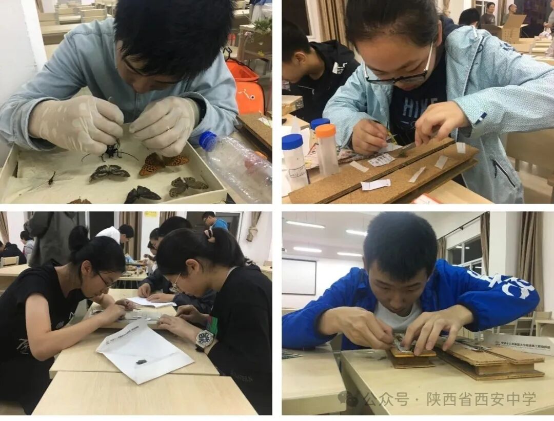 图8 学生制作标本.jpg