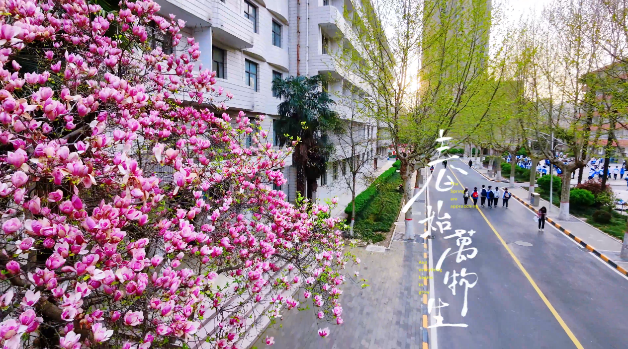 玉兰香满园，西北大学附属中学四月天