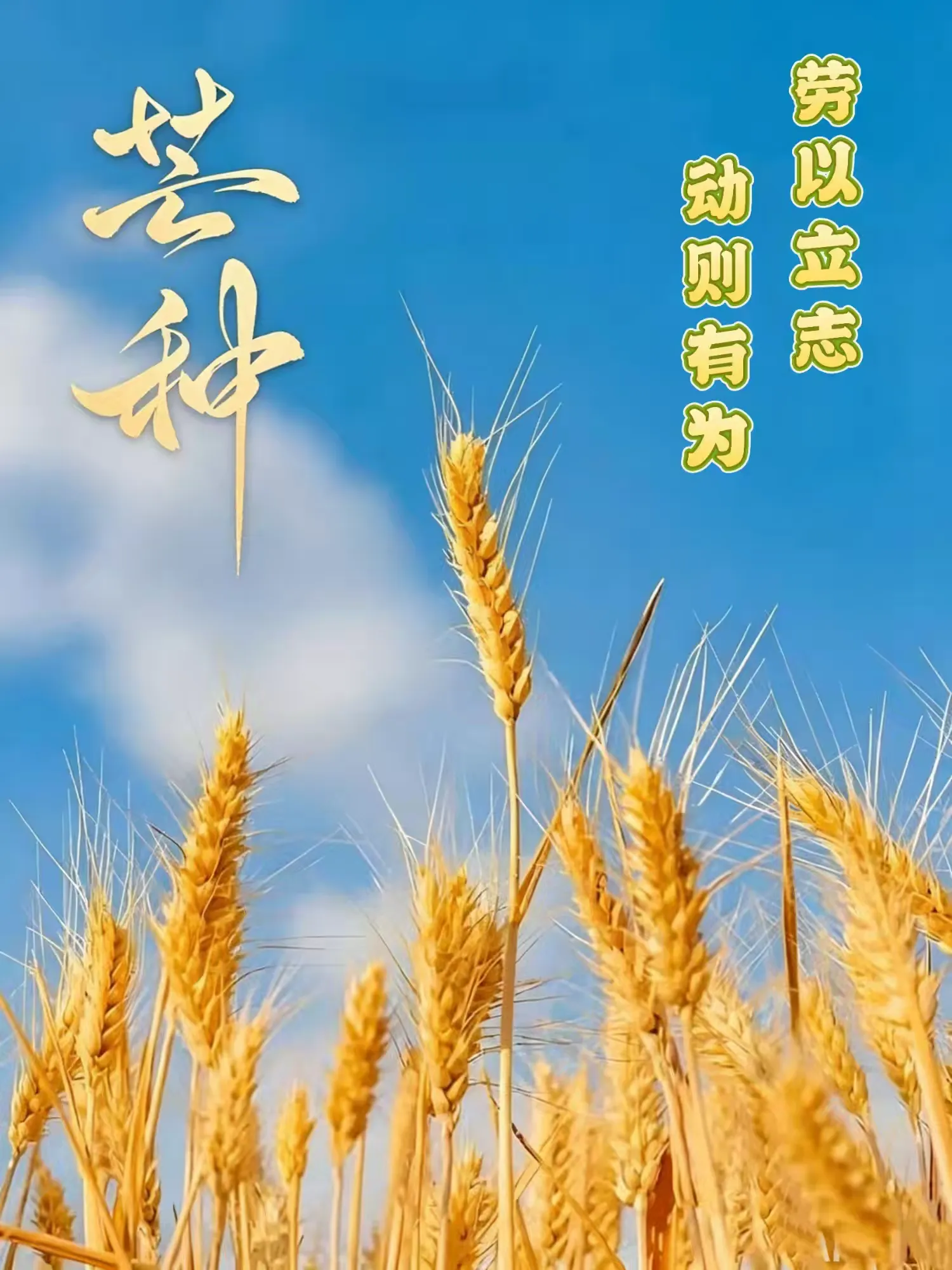 【庆高教育集团|莲湖一中】播种有志，收获有为｜今日芒种：每一份耕耘，皆有回响
