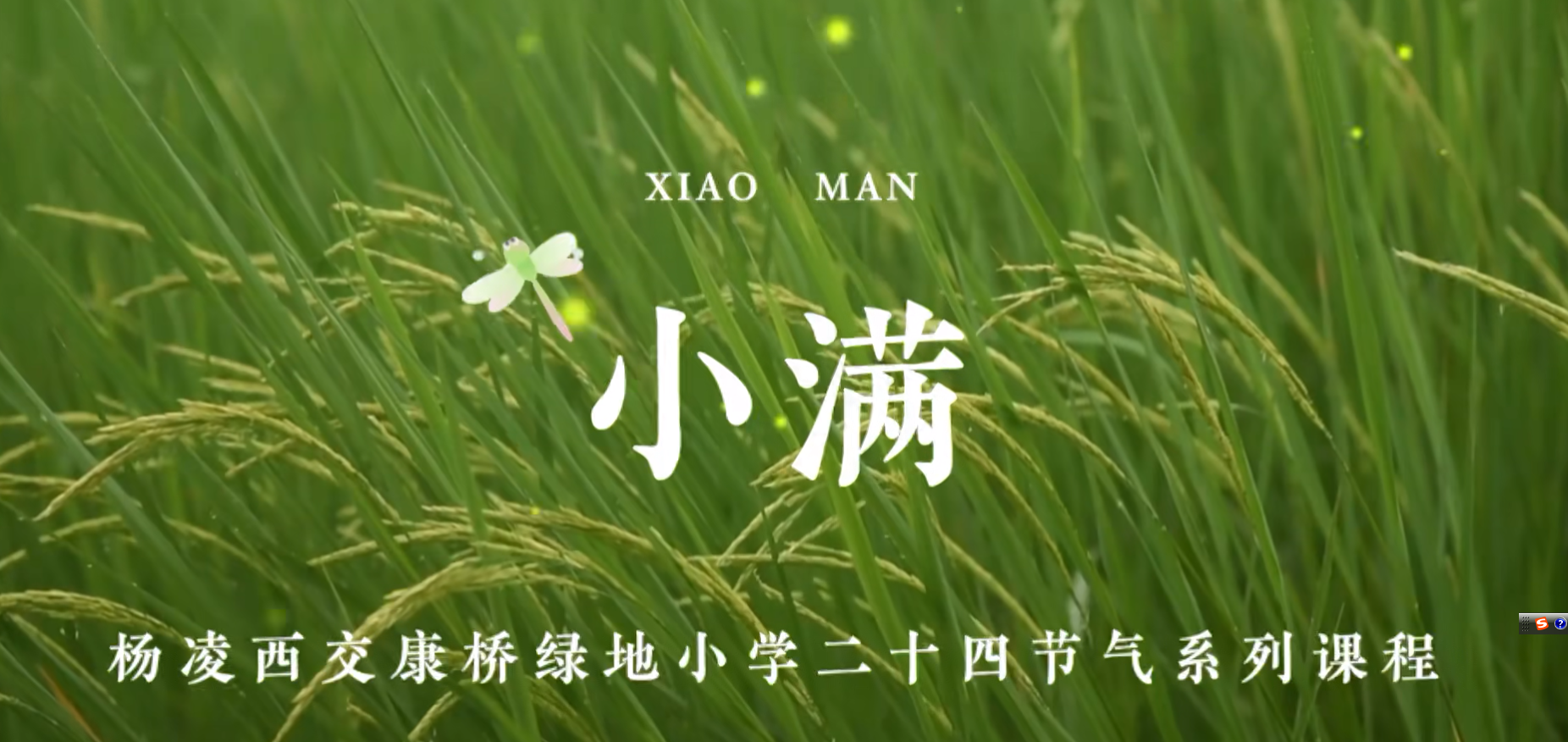 杨凌西交康桥绿地小学二十四节气系列课程——小满